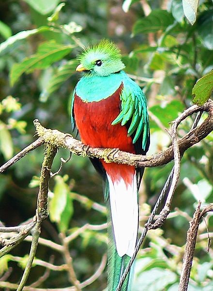 E Male Resplendent Quetzal.jpg
