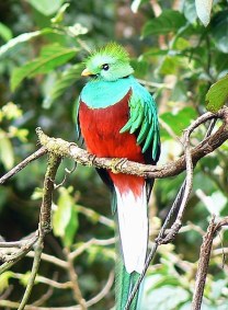 E Male Resplendent Quetzal.jpg